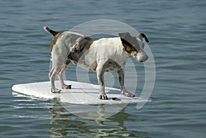 Dog standing on float