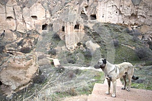 A dog standing in front of fairy chimneys, Cappadocia / Turkey