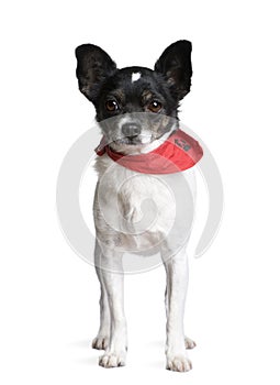 dog standing in front of white background