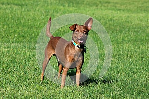 Dog Standing in the Grass