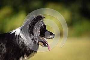 Dog is standing in the grass on agility training