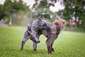 Dog is standing in the grass on agility training