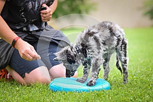 Dog is standing in the grass on agility training