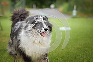 Dog is standing in the grass on agility training