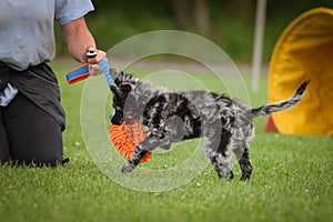 Dog is standing in the grass on agility training