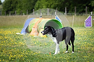 Dog is standing in the grass on agility training