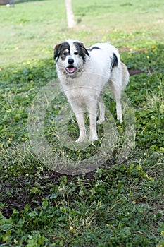 Dog standing on grass in park