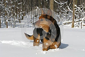 Dog Standing Guard in Snow