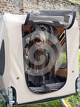 Dog standing in his bike trailer