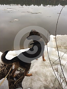 Dog standing on the ice floes