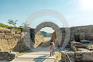 Dog standing infront of The Krypte, entrance to the stadion at