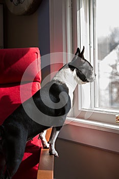 Dog standing looking out window