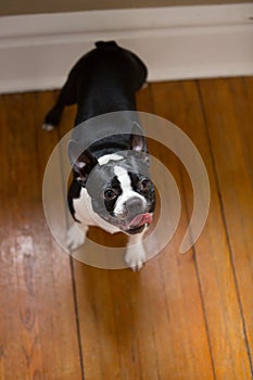 Dog standing looking up