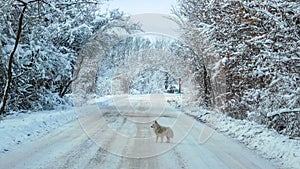 Dog Standing In The Middle Of The Road