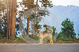 dog standing on mountain road pine forest dog standing on road