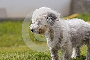 Dog standing outdoors in strong wind