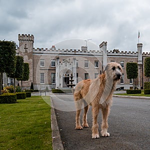 Dog standing outside castle