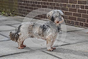 The dog standing outside the house