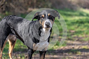 The dog is standing in the park on the Spring. Portrait of a Appenzeller Mountain Dog