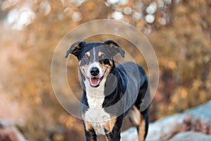 The dog is standing in the park in spring. Portrait of a Appenzeller Mountain Dog