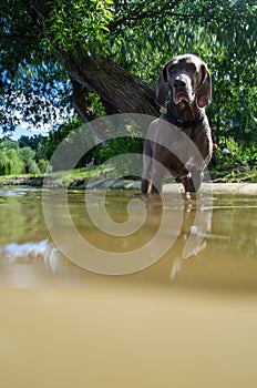 Dog standing in river water at hot summer day