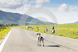 Dog standing in road