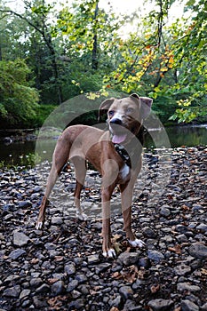 Dog Standing on Rocks by the Lake