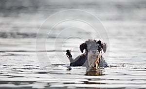 Dog standing in shallow water