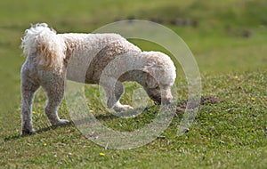 Dog standing smelling the grass