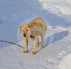A dog standing on snow