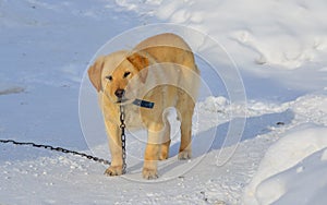 A dog standing on snow