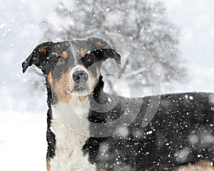 Dog is standing in the snow. Appenzeller Sennenhund