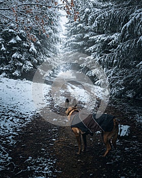 Dog standing on a snow-covered road surrounded by trees