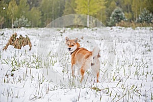 The dog is standing in the snow.Siba inu looks up.