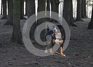 Dog standing in the spruce forest