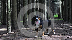 Dog standing in the spruce forest in a sunny summer day.