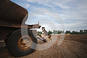 The dog is standing on the stairs against the background of a sawmill