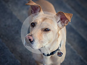 Dog standing on stairs looking with anticipation