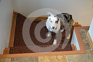 Dog standing on steps