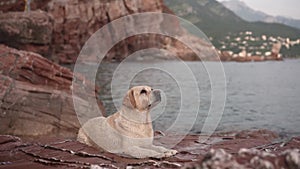 the dog is standing on a stone by the sea. Fawn labrador retriever in nature. Traveling with a pet