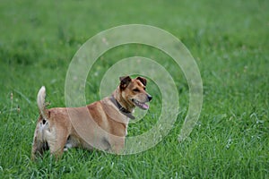 Dog Standing In Tall Grass