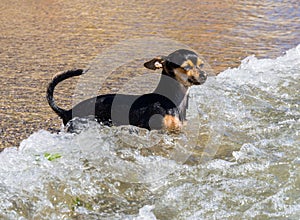 The dog is standing in the tidal wave