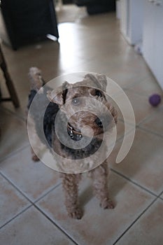 A dog is standing on a tile floor in a room