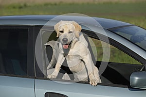 dog standing on two legs and looking away by car window searching or waiting for his owner