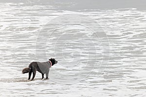 Dog on Beach Standing in Water Waves photo