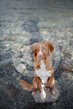 The dog is standing in the water. dpet on the lake. Nova Scotia Duck Tolling Retriever, Toller