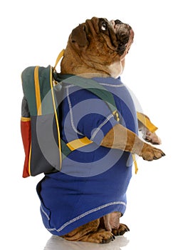Dog standing wearing school backpack