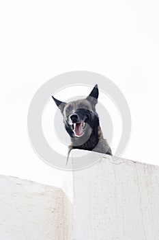 Dog standing on white building Morocco