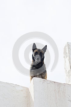 Dog standing on white building Morocco