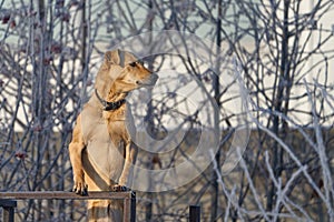 Dog stands on guard and protects the territory on a winter sunny frosty day.